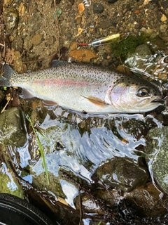 ニジマスの釣果