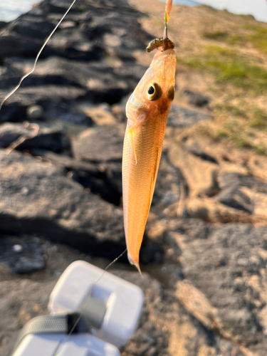 シロギスの釣果