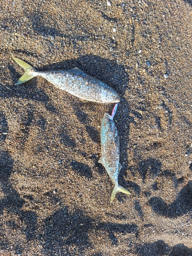 ワカシの釣果