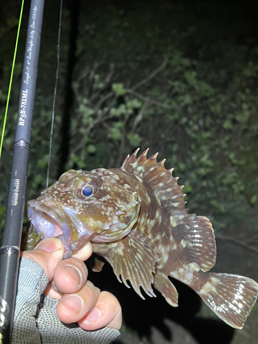 カサゴの釣果