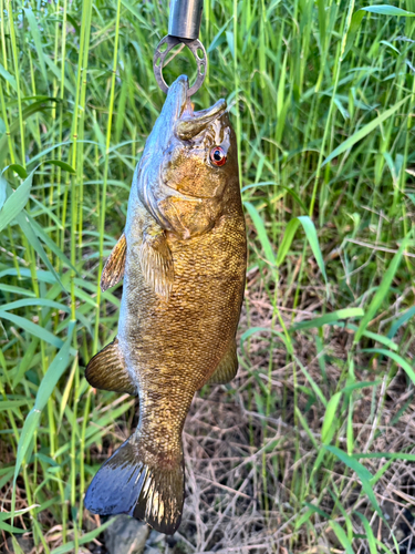 スモールマウスバスの釣果