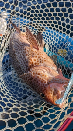 オオモンハタの釣果