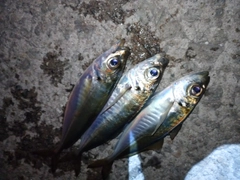 アジの釣果