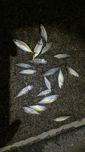 アジの釣果