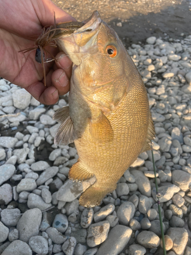 スモールマウスバスの釣果