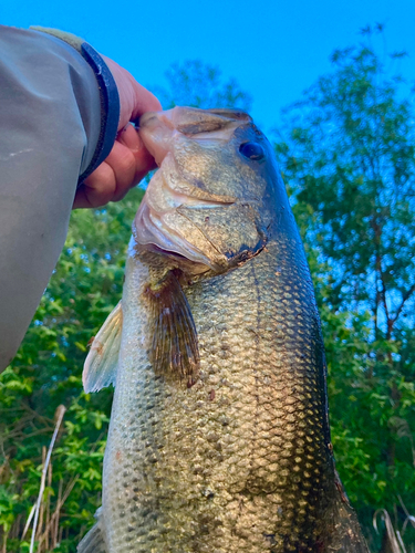 ブラックバスの釣果