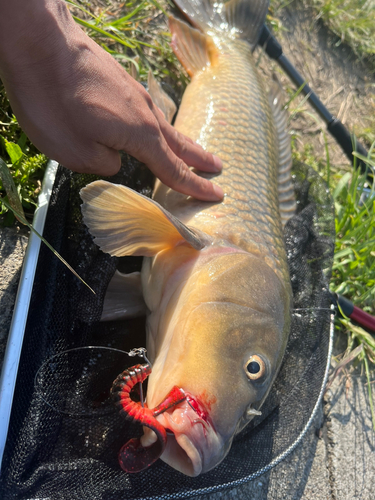 コイの釣果