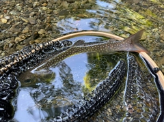 イワナの釣果