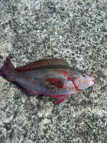 イラブチャーの釣果