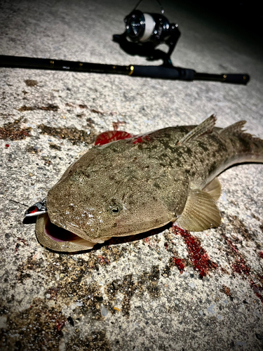 マゴチの釣果