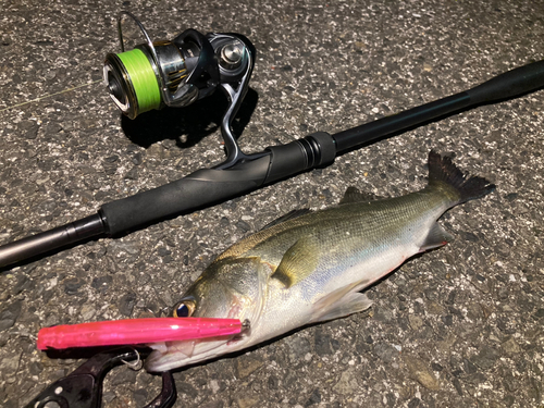 シーバスの釣果