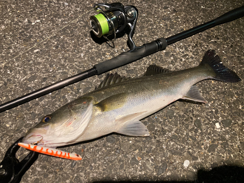 シーバスの釣果