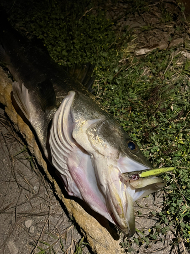 スズキの釣果