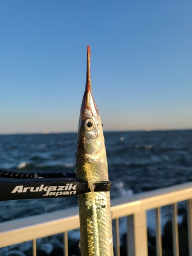 サヨリの釣果