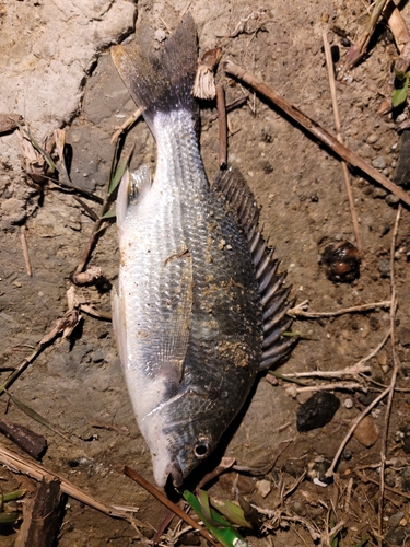 チヌの釣果