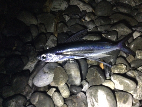 トビウオの釣果