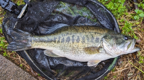 ラージマウスバスの釣果