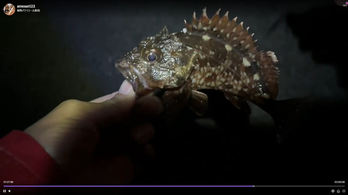 カサゴの釣果