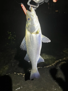 セイゴ（マルスズキ）の釣果