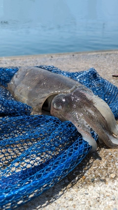 モンゴウイカの釣果