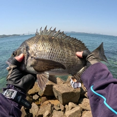 チヌの釣果