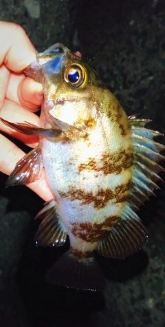 シロメバルの釣果