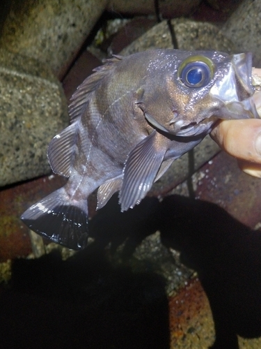 シロメバルの釣果