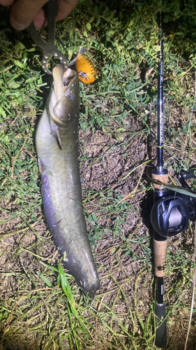 マナマズの釣果