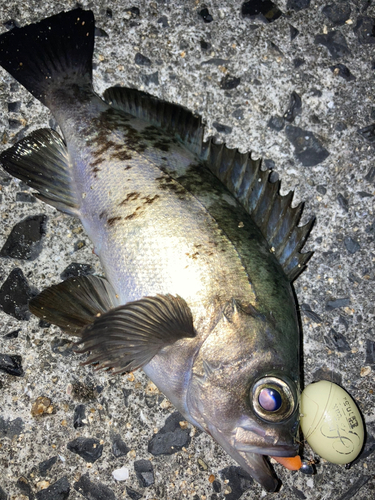 メバルの釣果