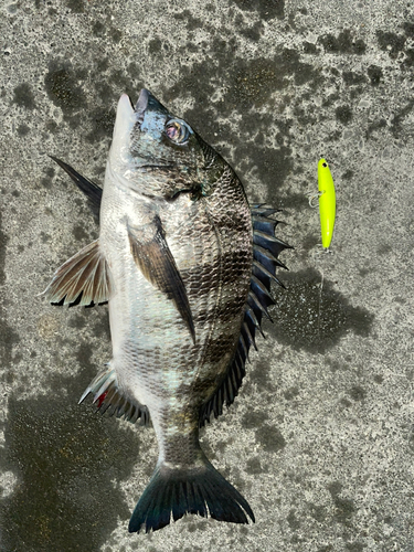 クロダイの釣果