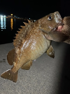 ガヤの釣果