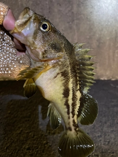 シマゾイの釣果