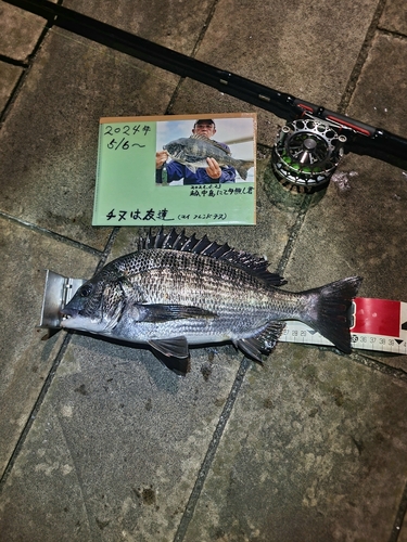 チヌの釣果