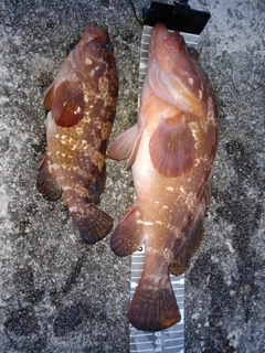 キジハタの釣果