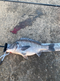 クロダイの釣果