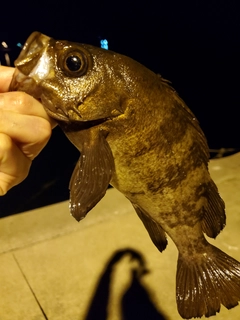 メバルの釣果