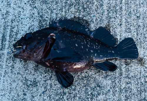 ムラソイの釣果