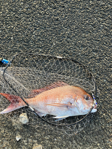 タイの釣果