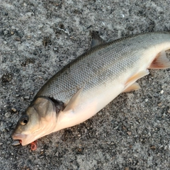 ウグイの釣果