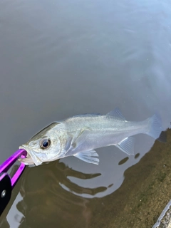 セイゴ（マルスズキ）の釣果