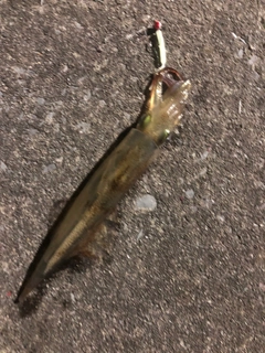 ヤリイカの釣果