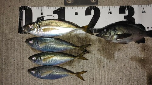 アジの釣果