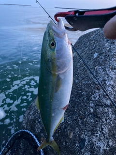 イナダの釣果