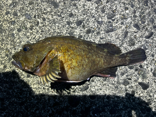 カサゴの釣果