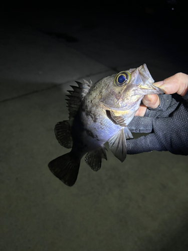 シロメバルの釣果