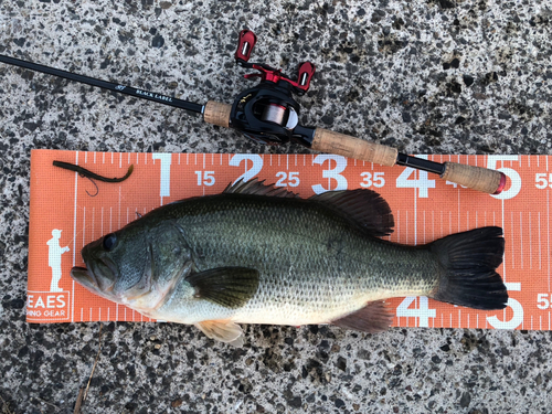 ラージマウスバスの釣果