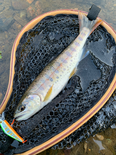 ヤマメの釣果