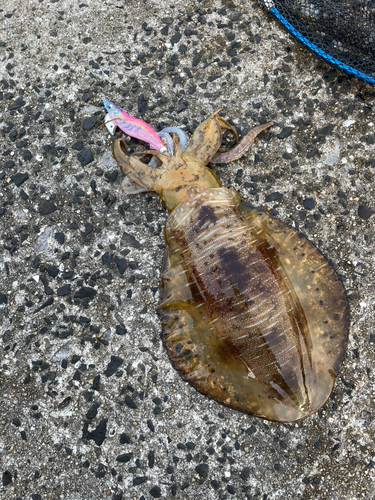 アオリイカの釣果