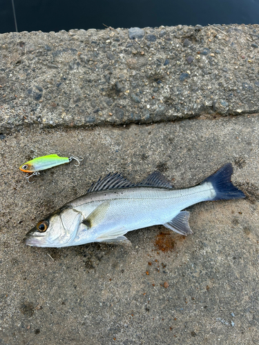 セイゴ（マルスズキ）の釣果