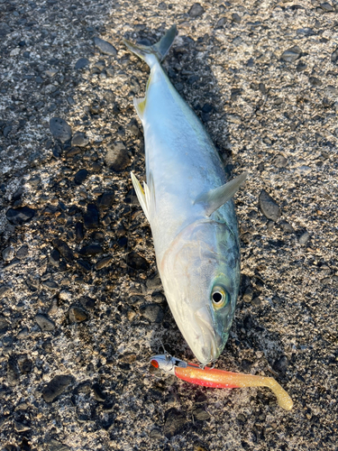 イナダの釣果